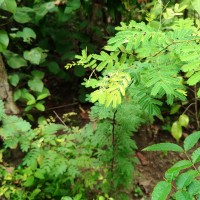 Senegalia chundra (Roxb. ex Rottler) Maslin